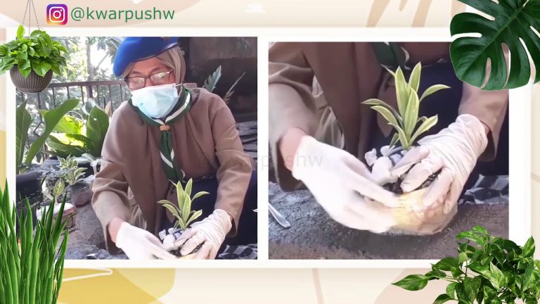 Metamplas (Media Tanam Plastik) Bunda Weni